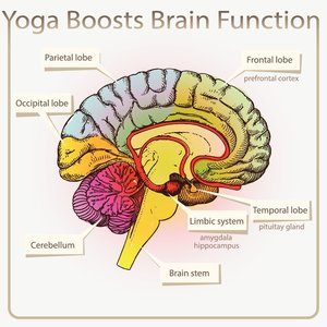 Yoga Boosts Brain Function Illustration