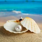 pearl shell sea