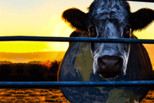 cowspiracy documentary netflix