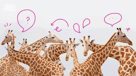 giraffes confused